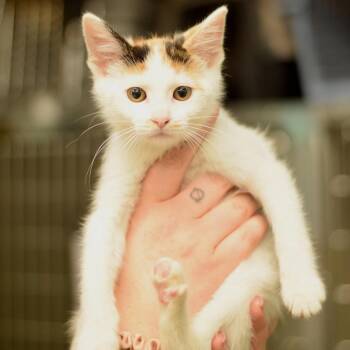 Vivian Wood -  Domestic Short Hair Cat for Adoption in Belleville, Illinois - Vivian Wood | PetCurious