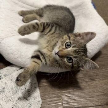 Finn -  Domestic Short Hair Cat Available for Adoption in Dallas, Texas - Finn | PetCurious