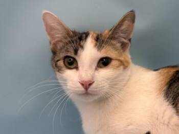 Misty -  Domestic Short Hair Cat for Adoption in Golden Valley, Minnesota - Misty | PetCurious