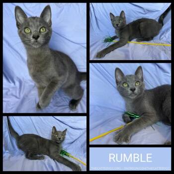 Rumble -  Domestic Short Hair Cat for Adoption in Corpus Christi, Texas - Rumble | PetCurious