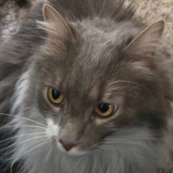 Freya -  Domestic Long Hair Cat for Adoption in Carlin, Nevada - Freya | PetCurious