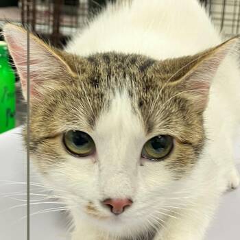112099 -  Domestic Short Hair Cat for Adoption in Las Cruces, New Mexico - 112099 | PetCurious