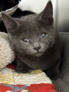 Rescue Domestic Short Hair Cats for Adoption in Walla Walla, Washington - Mrs. Peacock | PetCurious