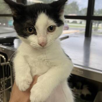 Bread -  Domestic Short Hair Cat for Adoption in Lakeland, Florida - Bread | PetCurious