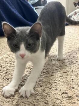 Domestic Short Hair Cats Available for Adoption - Barry Allen | PetCurious