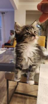 Domestic Medium Hair Cats Available for Adoption in Charlotte, North Carolina - A1263569 | PetCurious