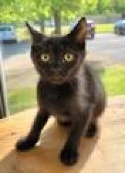 Haaland -  Domestic Short Hair Cat for Adoption in Atlanta, Georgia - Haaland | PetCurious