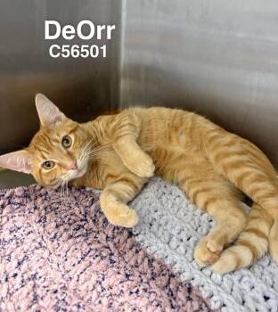 DeOrr -  Domestic Short Hair Cat for Adoption in Clarksville, Tennessee - DeOrr | PetCurious