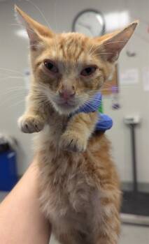 Rescue Domestic Short Hair Cats for Adoption in Ontario, California - TIGGER | PetCurious