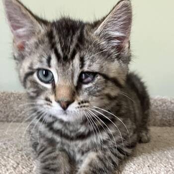 Domestic Short Hair and Tabby Cats Available for Adoption in Germansville, Pennsylvania - Pooh | PetCurious