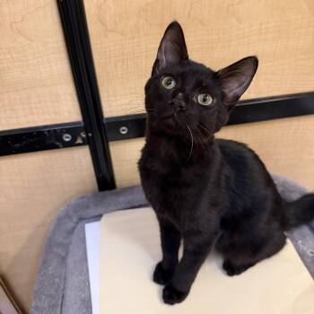 Aaron -  Bombay Cat for Adoption in Fresno, California - Aaron | PetCurious