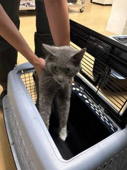 SOCKS -  Domestic Short Hair Cat for Adoption in Minneapolis, Minnesota - SOCKS | PetCurious