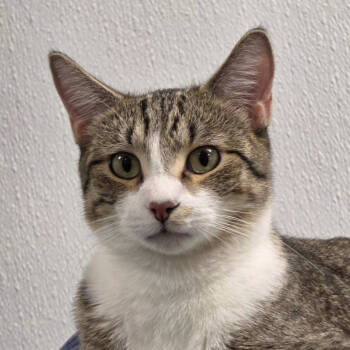 Rescue Domestic Short Hair Cats for Adoption in Yankton, South Dakota - Charlie | PetCurious