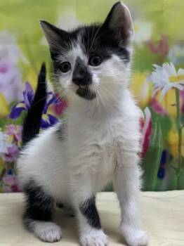 Domestic Short Hair Cats Available for Adoption in San Antonio, Texas - Scone | PetCurious