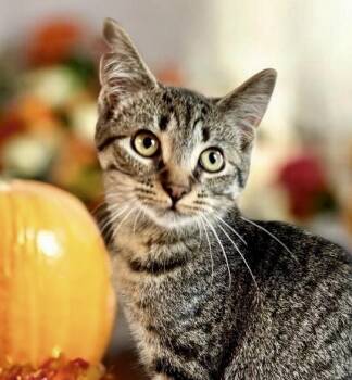 Gina - KITTEN -  Tabby Cat for Adoption in Perry, Iowa - Gina - KITTEN | PetCurious