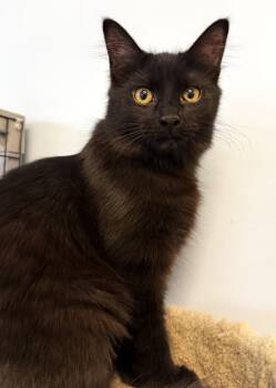 Domestic Medium Hair Cats Available for Adoption - Ophelia | PetCurious