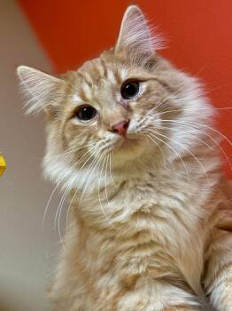 Domestic Long Hair Cats Available for Adoption - Fuzzy Butt | PetCurious