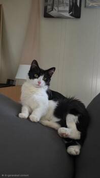 Einstein -  Domestic Short Hair Cat for Adoption in Pocatello, Idaho - Einstein | PetCurious