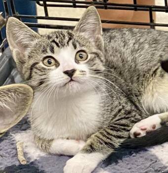 Rescue Domestic Short Hair and Tabby Cats for Adoption in Red Bank, New Jersey - Rian | PetCurious