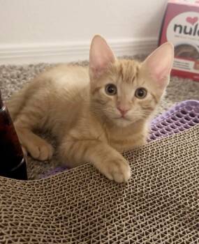Domestic Short Hair Cats Available for Adoption in Chandler, Arizona - Otis Gisela | PetCurious