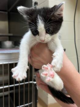 Rescue Domestic Short Hair Cats for Adoption in Nacogdoches, Texas - Gamma | PetCurious