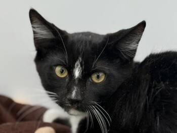Pepe Le Pew -  Domestic Short Hair Cat for Adoption in Portland, Oregon - Pepe Le Pew | PetCurious