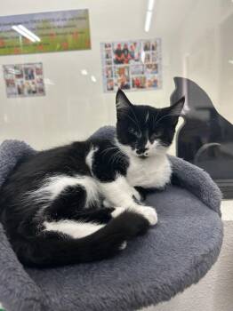 Rave -  Domestic Short Hair Cat for Adoption in Youngtown, Arizona - Rave | PetCurious