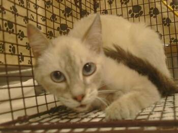 A926293 -  Siamese Cat for Adoption in Sacramento, California - A926293 | PetCurious