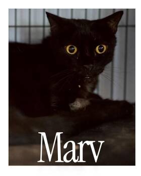 Rescue Domestic Short Hair Cats for Adoption in Desert Hot Springs, California - Googly Eyes "Marv" | PetCurious