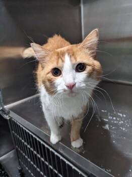 Stinker -  Domestic Medium Hair Cat Available for Adoption in Lewisburg, Tennessee - Stinker | PetCurious