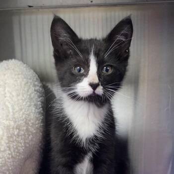 Domestic Short Hair Cats Available for Adoption in Independence, Kansas - Bowie | PetCurious