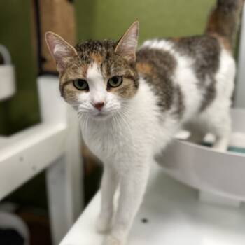 Rescue Domestic Short Hair Cats for Adoption in Des Moines, Iowa - Glory | PetCurious