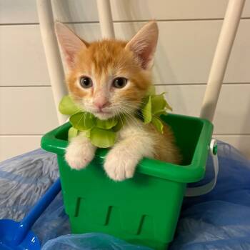 Bandit -  Domestic Short Hair Cat for Adoption in Evansville, Indiana - Bandit | PetCurious