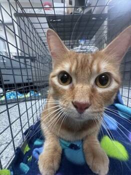 Rescue Domestic Short Hair Cats for Adoption in Pasadena, Texas - A181333 | PetCurious