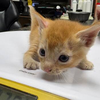 Alfred -  Domestic Short Hair Cat for Adoption in Lufkin, Texas - Alfred | PetCurious