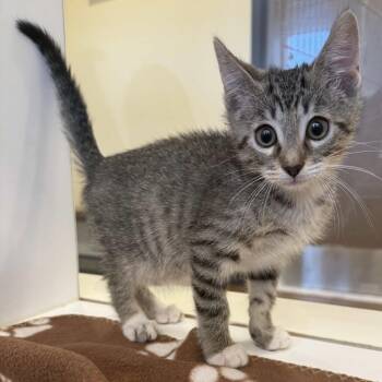 Joel -  Domestic Short Hair Cat for Adoption in Beaumont, Texas - Joel | PetCurious