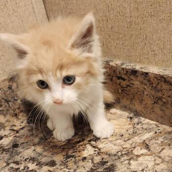 Timok -  Domestic Long Hair Cat for Adoption in Monroe, Michigan - Timok | PetCurious