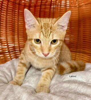 Lenno fun friendly kitten -  Tabby Cat for Adoption in Jackson, Georgia - Lenno Fun Friendly Kitten | PetCurious
