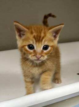 Domestic Short Hair Cats Available for Adoption in Tracy, California - BUTTERS | PetCurious