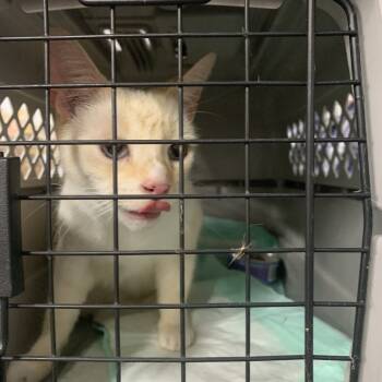 Rescue Domestic Short Hair Cats for Adoption in Ridgely, Maryland - Pete | PetCurious