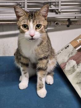 Domestic Short Hair Cats Available for Adoption in Hudson, New Hampshire - Watson | PetCurious