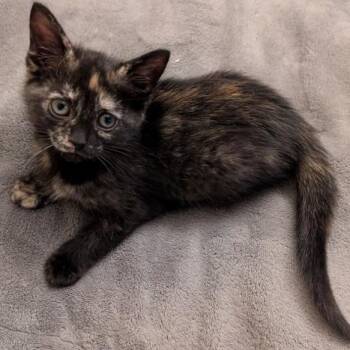 Domestic Short Hair Cats Available for Adoption in Hudsonville, Michigan - French Toast | PetCurious