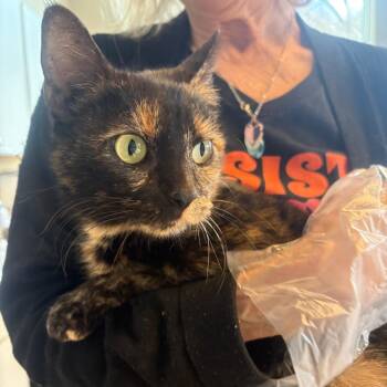 Domestic Short Hair Cats Available for Adoption - Judith | PetCurious