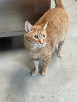 Mayhem -  Domestic Short Hair Cat for Adoption in Minot, North Dakota - Mayhem | PetCurious