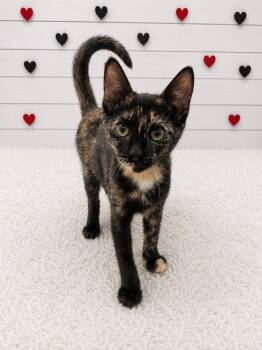 Watermelon -  Domestic Short Hair Cat for Adoption in Corpus Christi, Texas - Watermelon | PetCurious