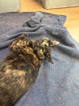 Rescue Domestic Short Hair Cats for Adoption in Corpus Christi, Texas - Sunderland | PetCurious