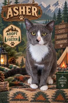Asher (FCID# 07/08/2026 - 57 Trainer) -  Domestic Short Hair Cat for Adoption in Greenville, Delaware - Asher (FCID# 07/08/2026 - 57 Trainer) | PetCurious