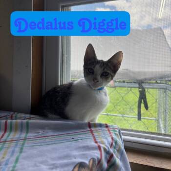 Dedalus Diggle -  Domestic Short Hair Cat for Adoption in Hillsboro, Ohio - Dedalus Diggle | PetCurious
