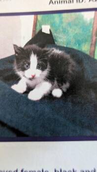 Daphne 2 -  Domestic Short Hair Cat for Adoption in Parker, Colorado - Daphne 2 | PetCurious