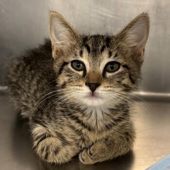 Mozart -  Domestic Short Hair Cat for Adoption in West Palm Beach, Florida - Mozart | PetCurious